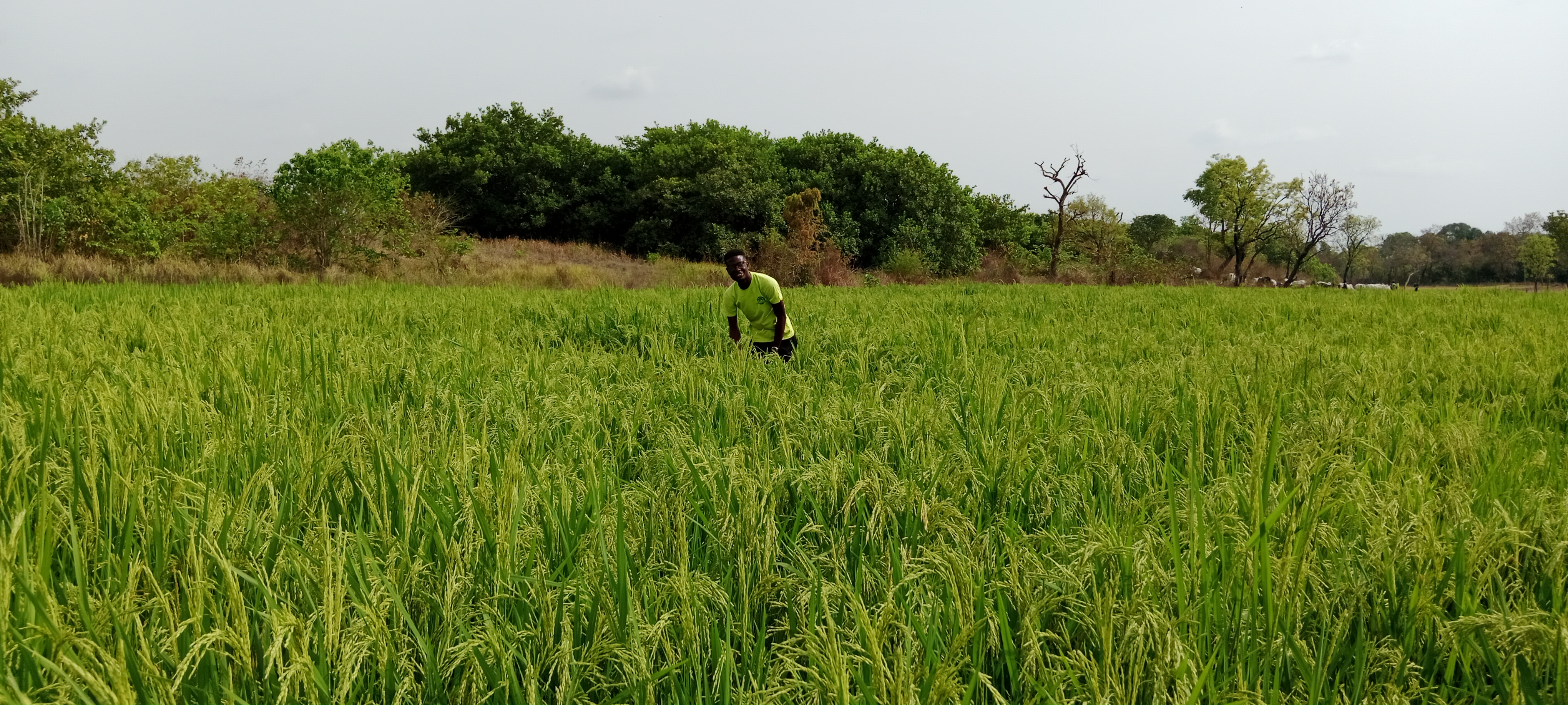 Agricultural systems framework